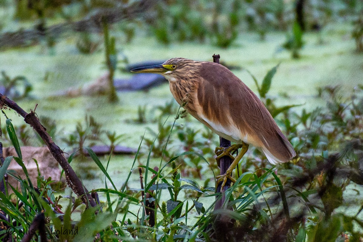 Squacco Heron - ML626868233