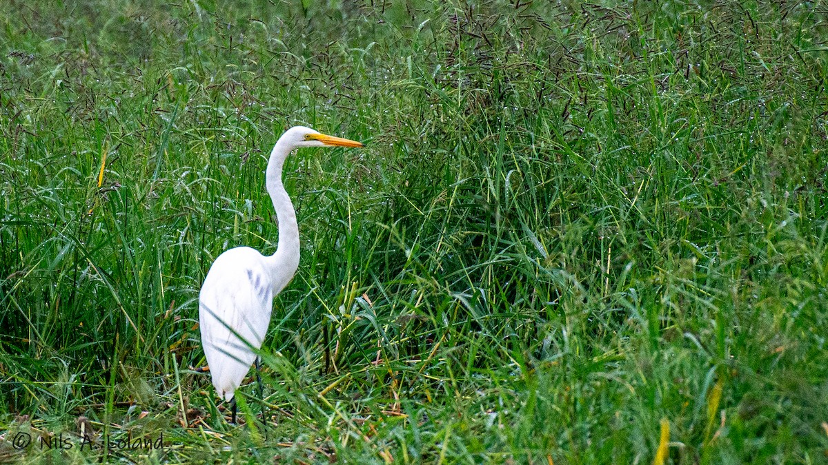 Great Egret - ML626868239