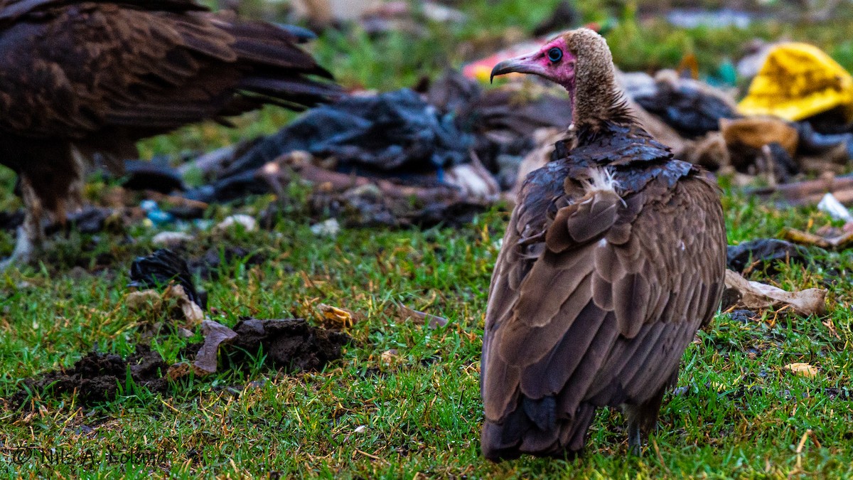 Hooded Vulture - ML626868268