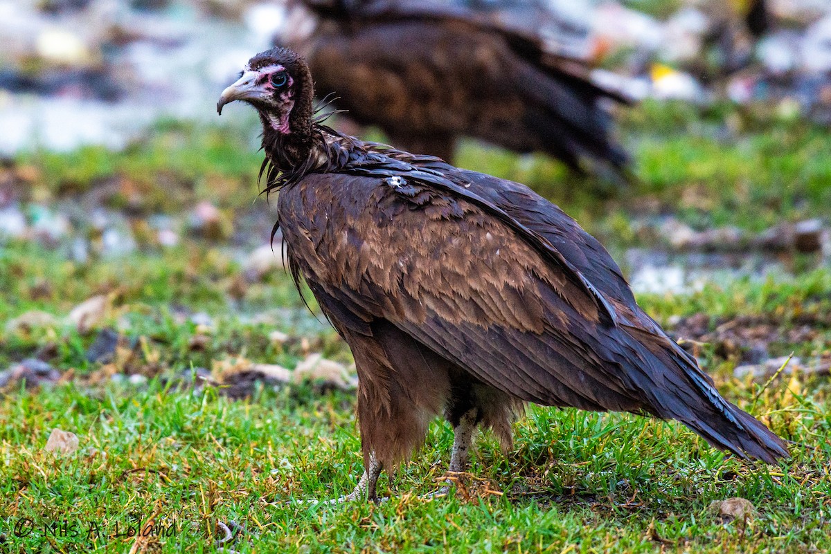 Hooded Vulture - ML626868269