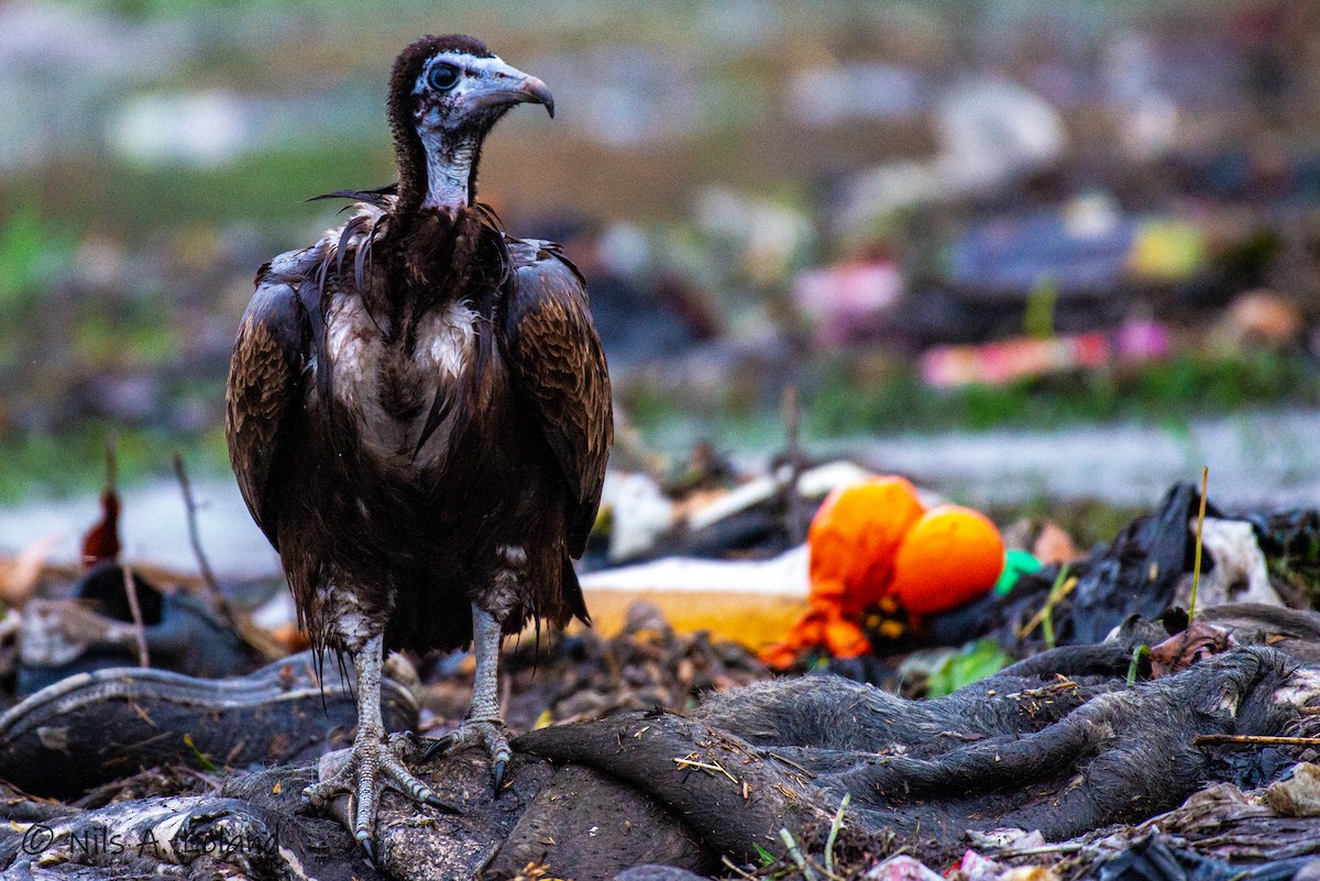 Hooded Vulture - ML626868270