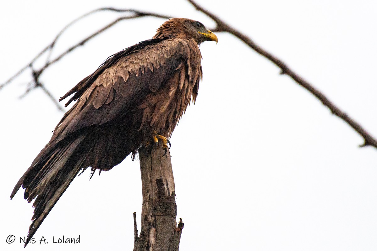 Black Kite - ML626868277