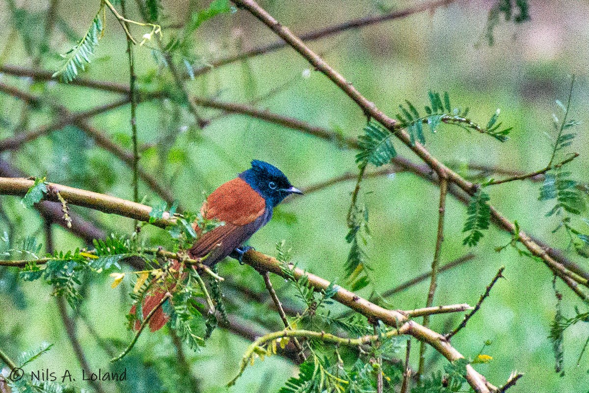 African Paradise-Flycatcher - ML626868282