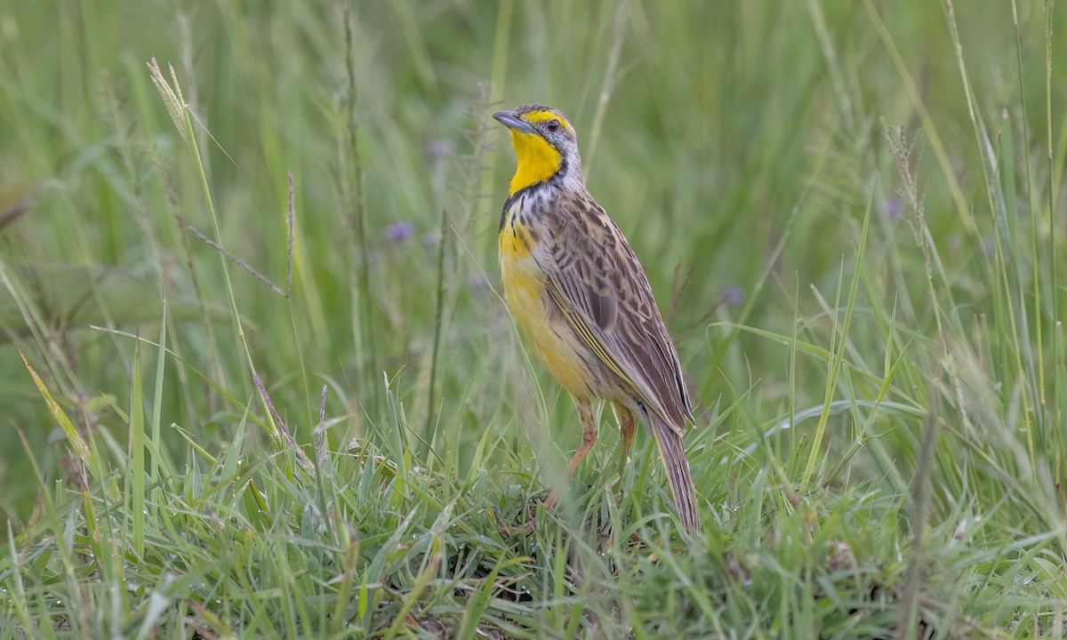 gulstrupepiplerke - ML626868381