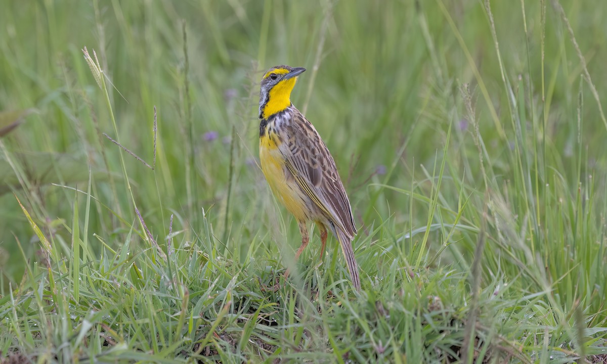 gulstrupepiplerke - ML626868386