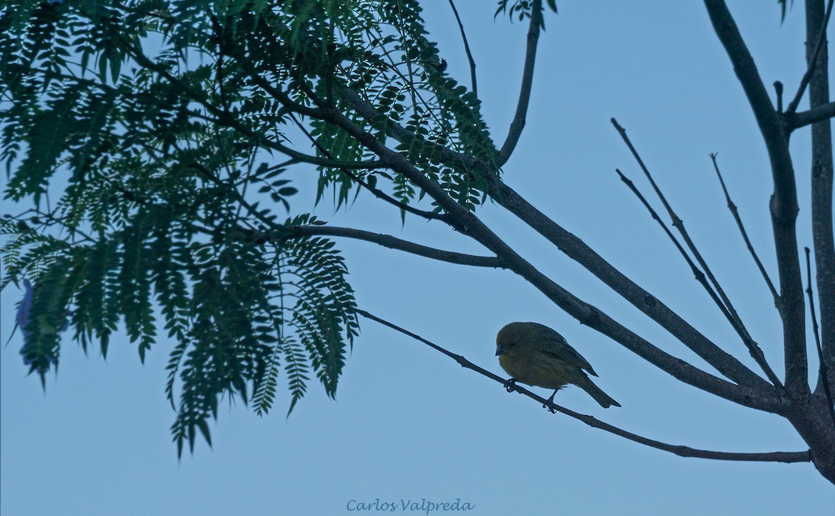 Saffron Finch - ML626868417