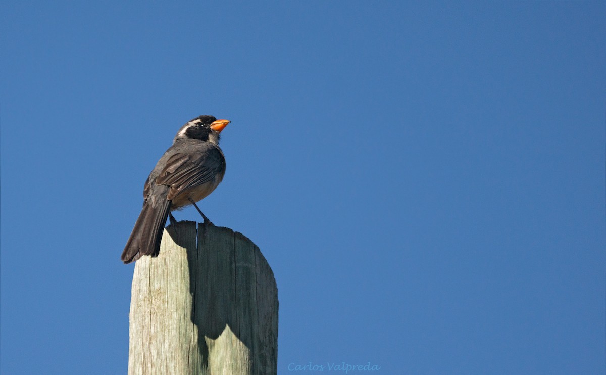 Golden-billed Saltator - ML626868426