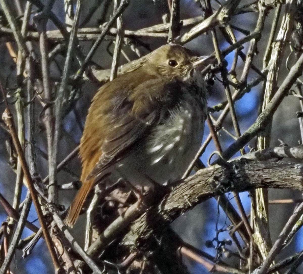 Hermit Thrush - ML626868492
