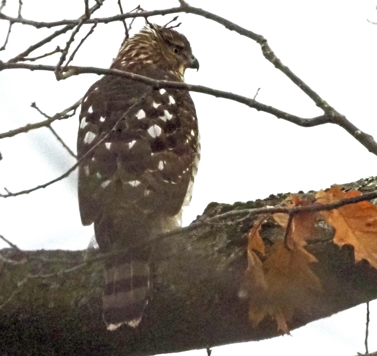 Cooper's Hawk - ML626868628