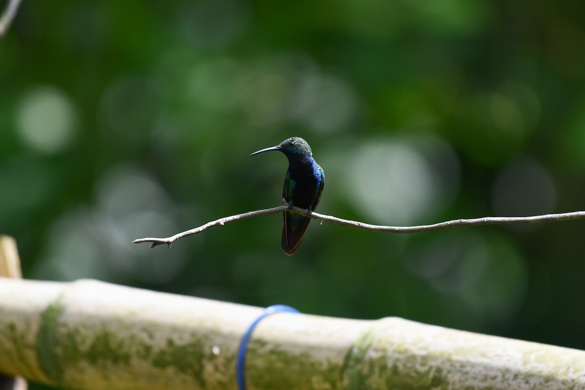 Black-throated Mango (Black-throated) - ML626868715