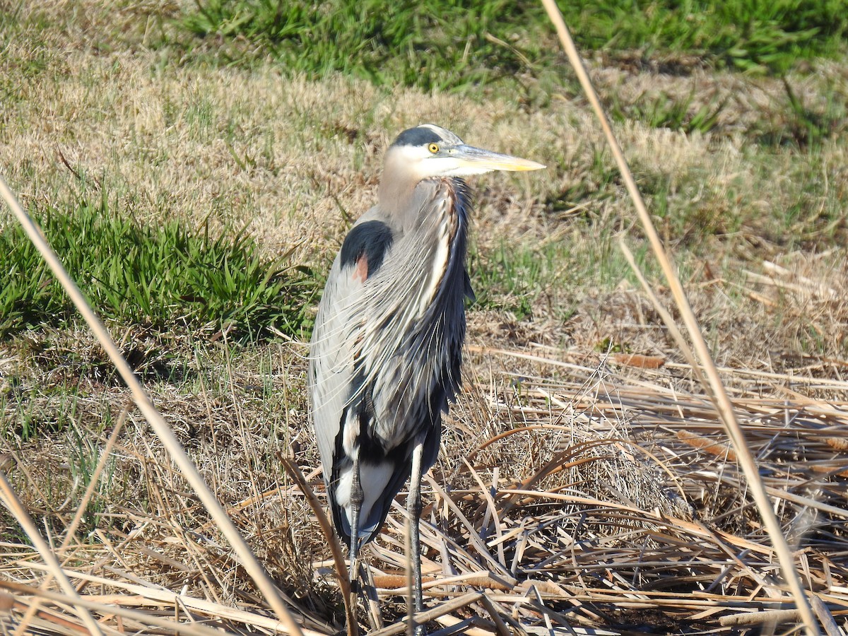 Garza Azulada - ML626869122