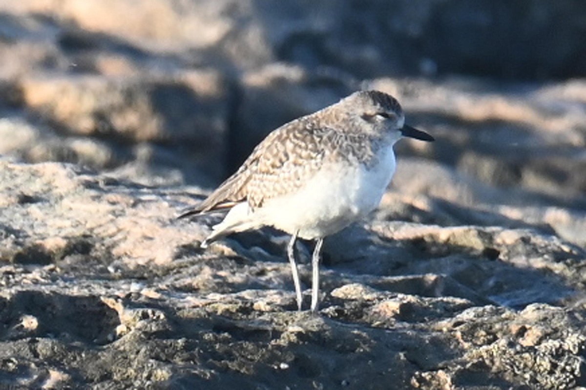 Black-bellied Plover - ML626869169