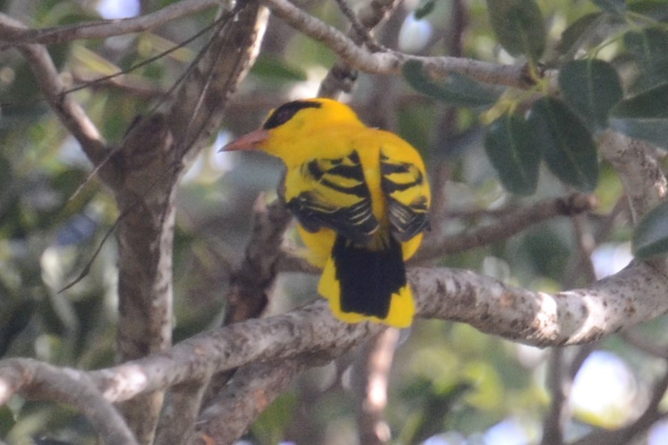 African Golden Oriole - ML626869192