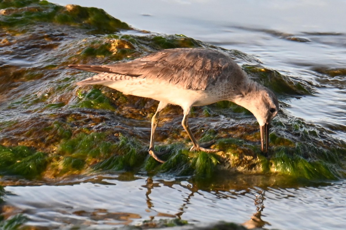 Red Knot - ML626869195