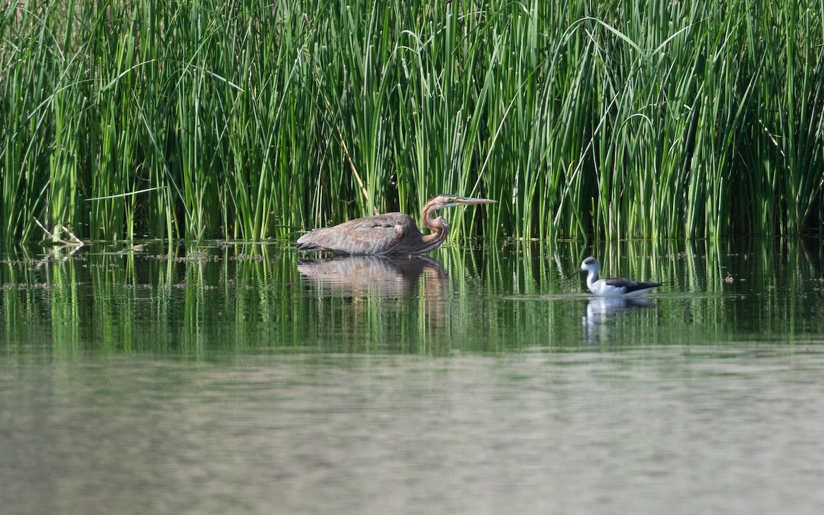Purple Heron - ML626869217