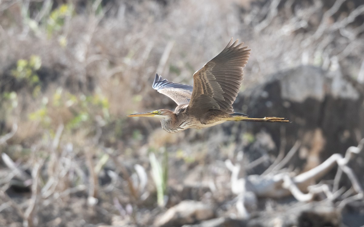 Purple Heron - ML626869296