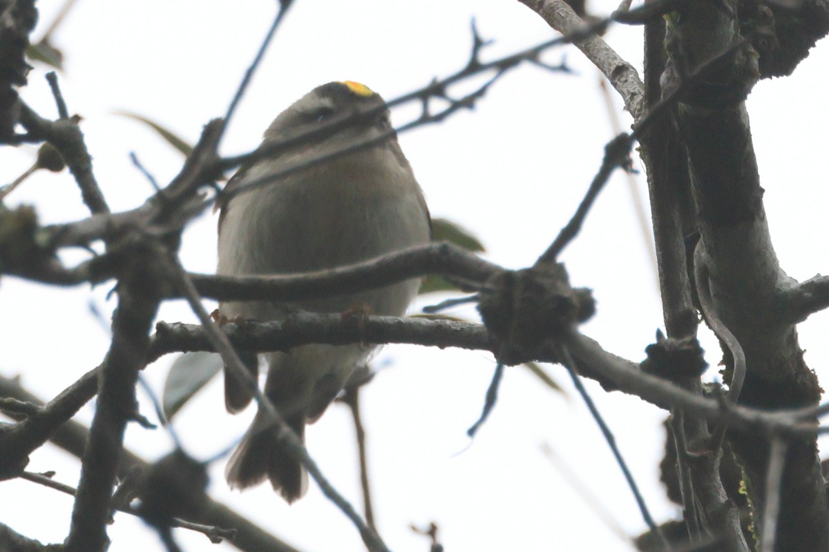Golden-crowned Kinglet - ML626869411