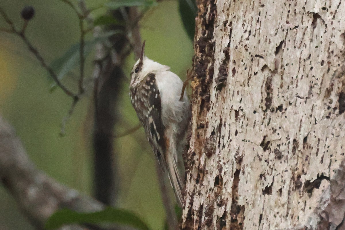 Brown Creeper - ML626869415