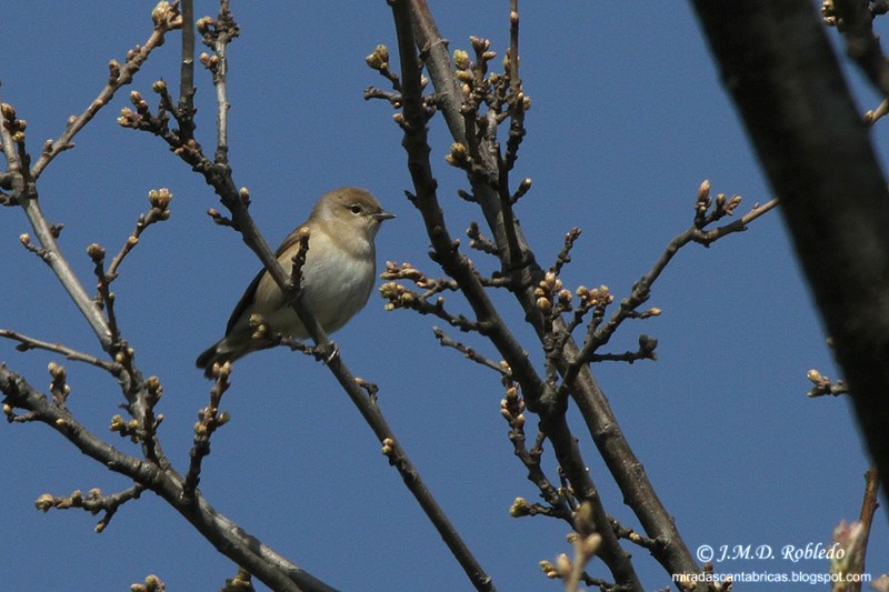 Garden Warbler - ML626869435