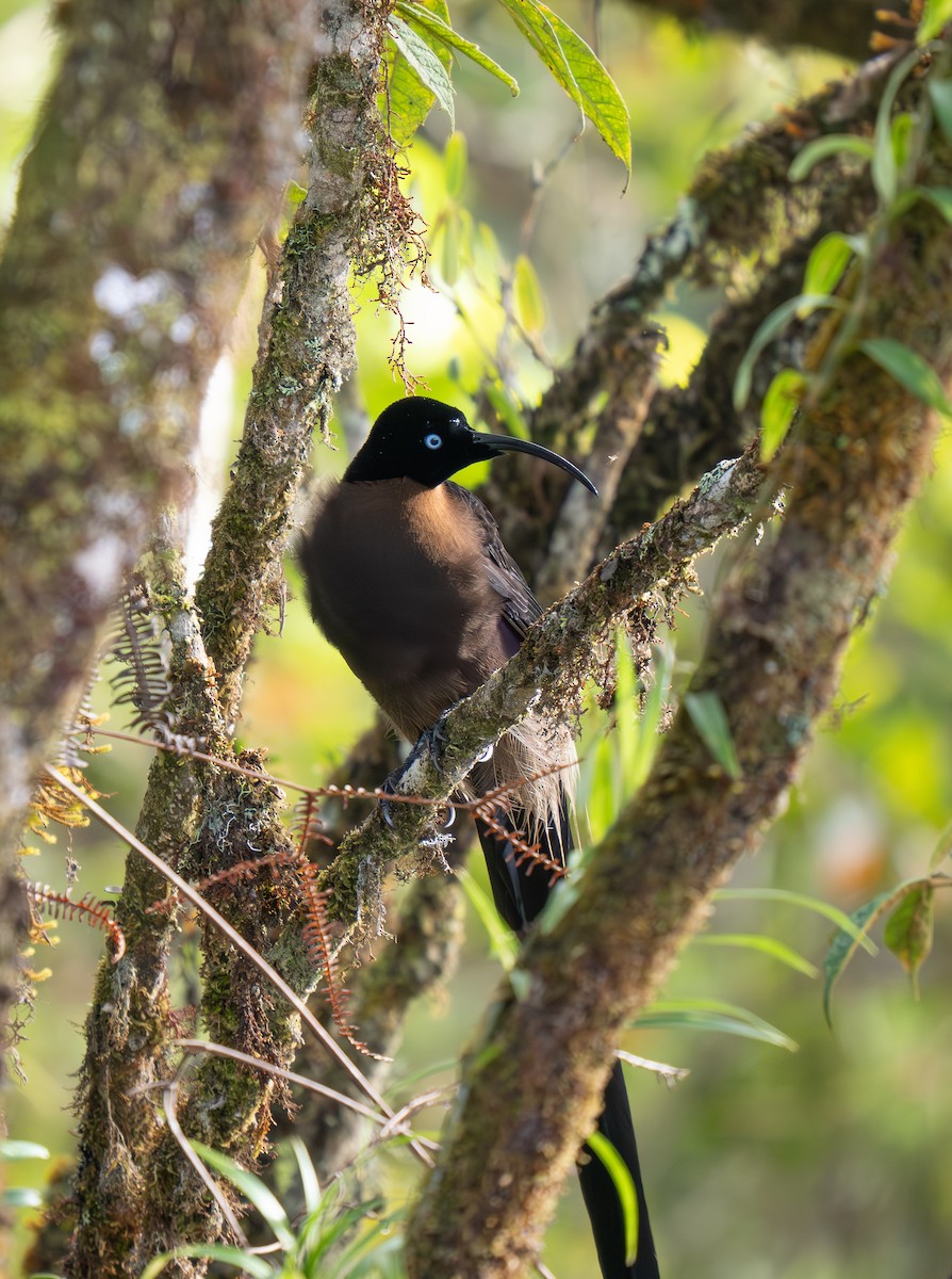 Brown Sicklebill - ML626869742