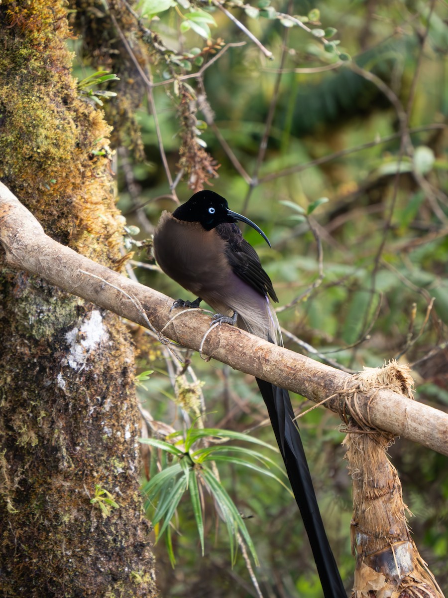 Brown Sicklebill - ML626869746