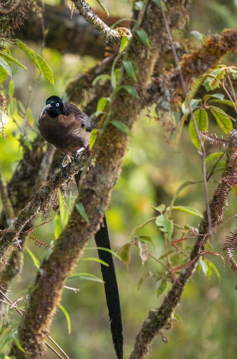 Brown Sicklebill - ML626869747