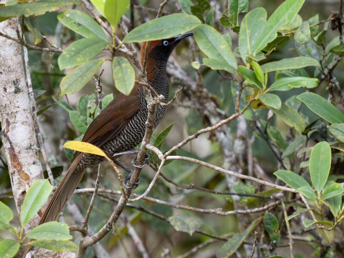 Brown Sicklebill - ML626870013