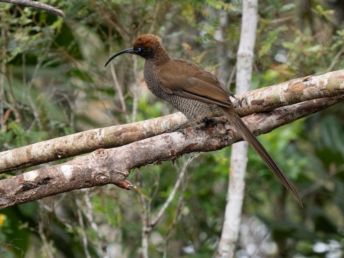 Brown Sicklebill - ML626870019