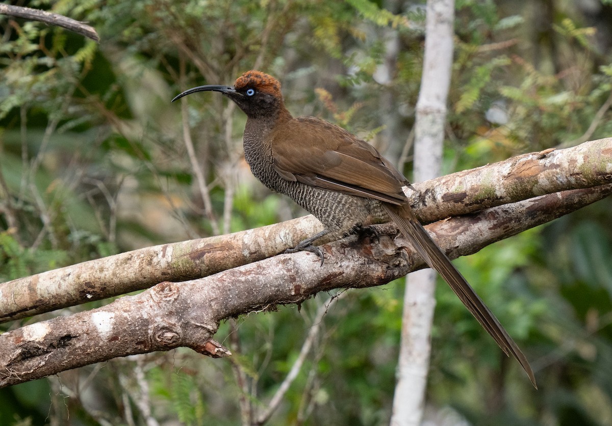 Brown Sicklebill - ML626870020