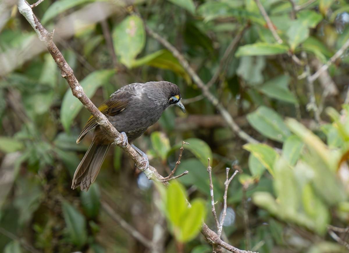 Yellow-browed Melidectes - ML626870193