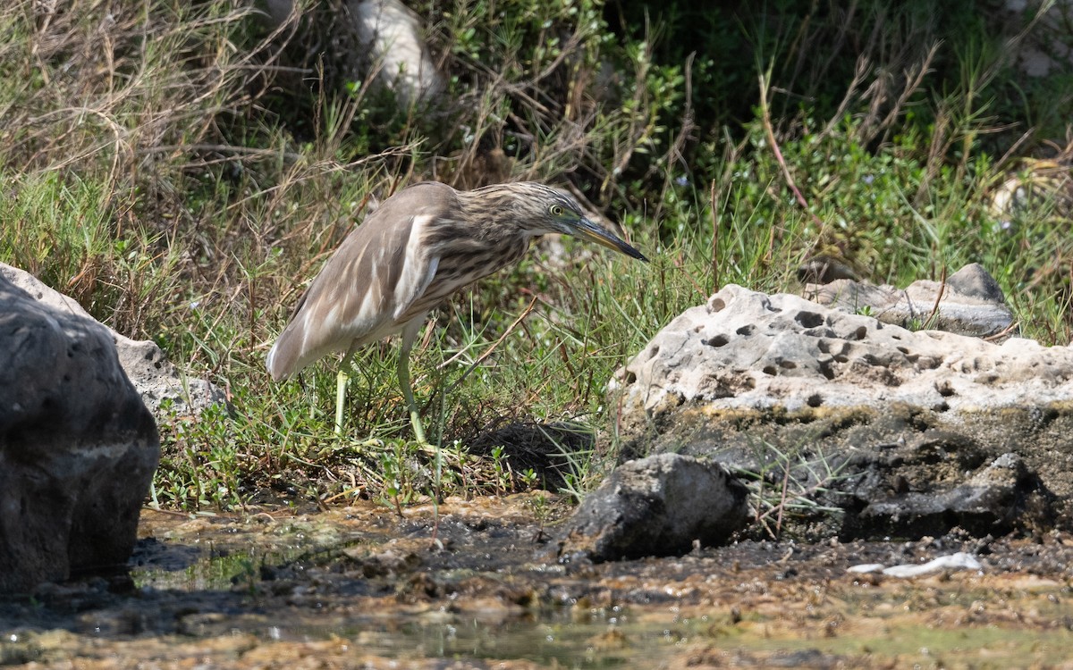 Indian Pond-Heron - ML626870211