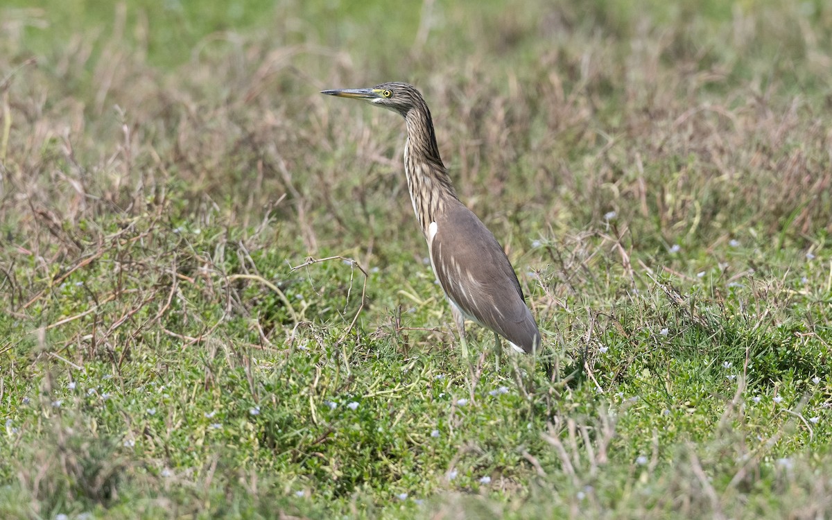 Indian Pond-Heron - ML626870212
