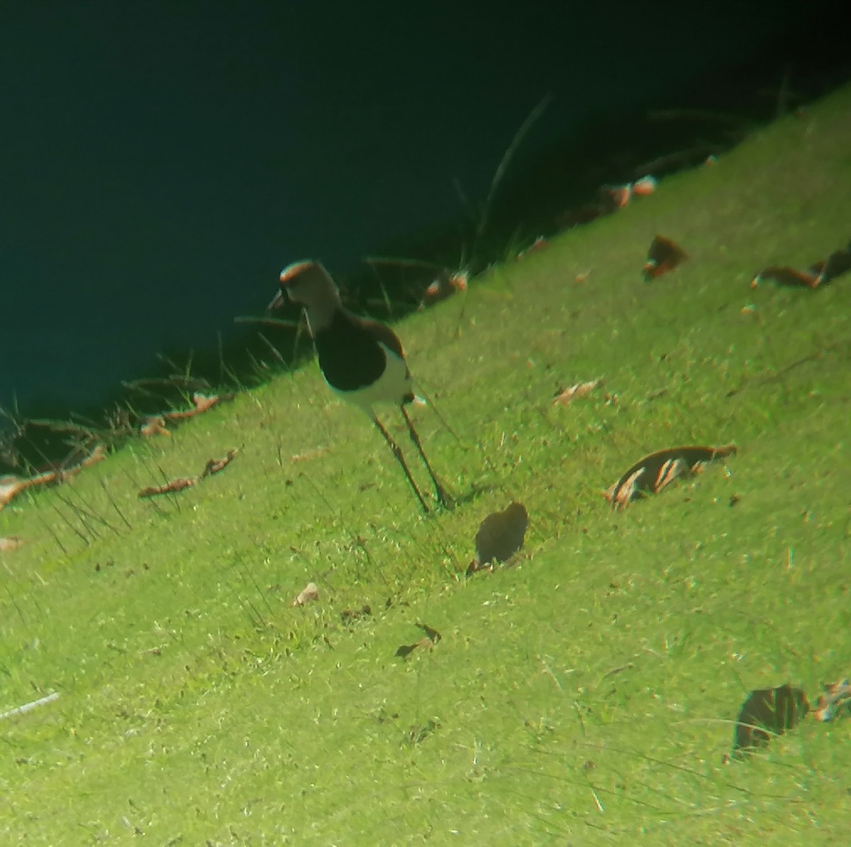 Southern Lapwing - ML626870371