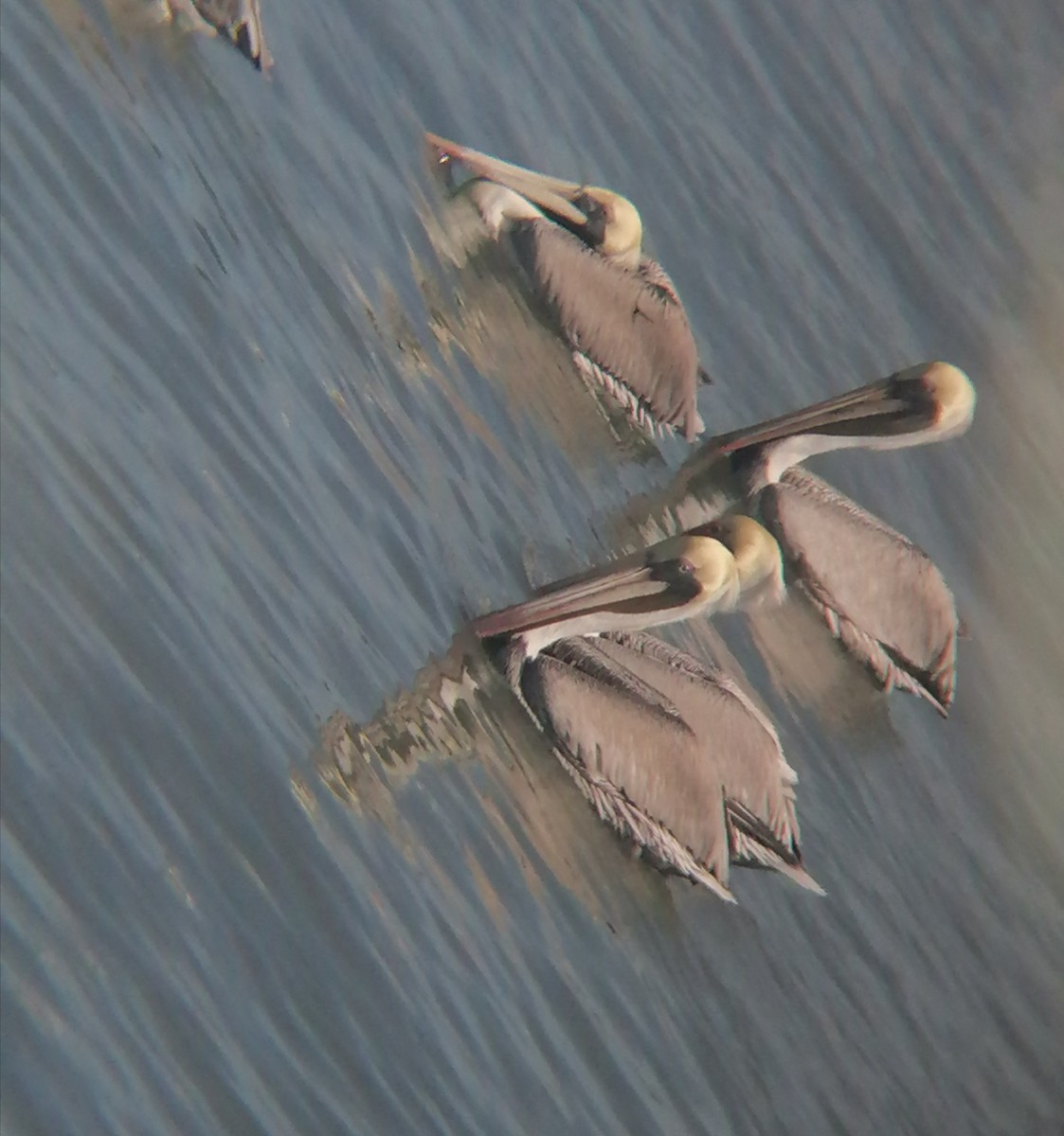 Brown Pelican - ML626870407