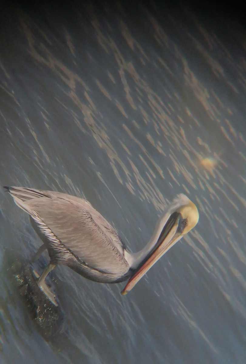 Brown Pelican - ML626870408
