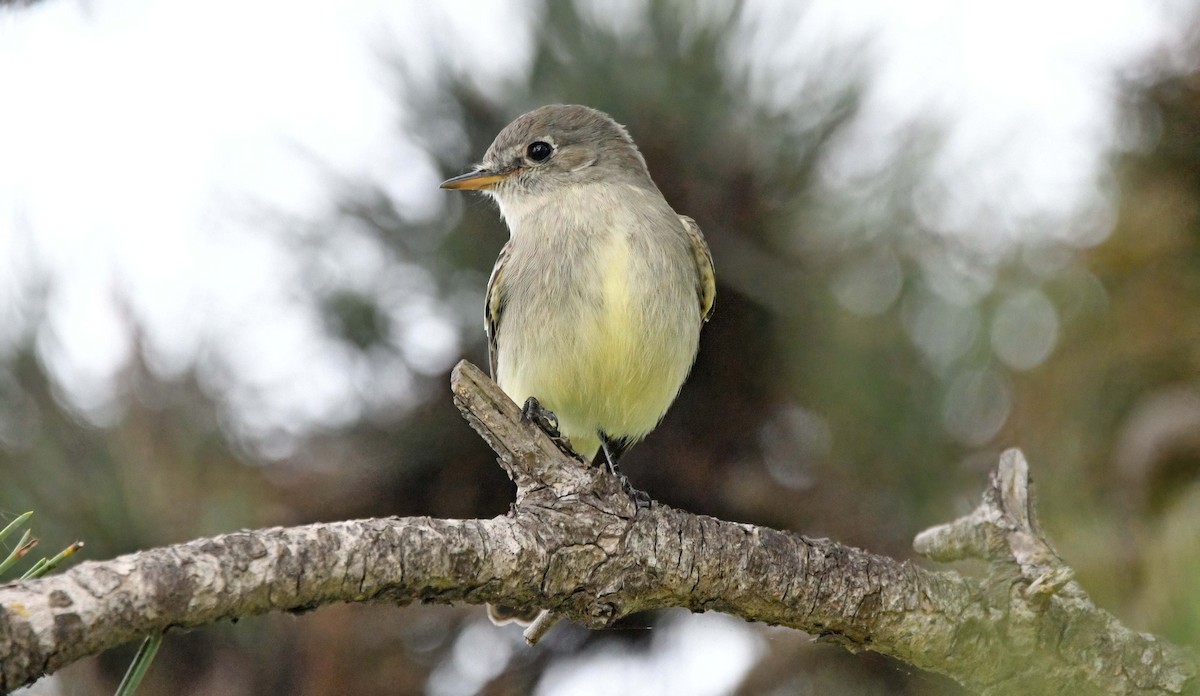 Gray Flycatcher - ML626870420