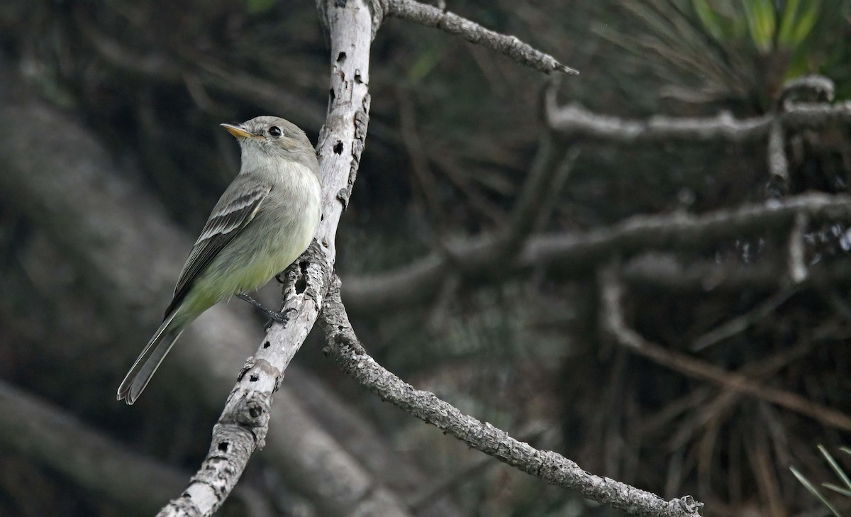 Gray Flycatcher - ML626870421