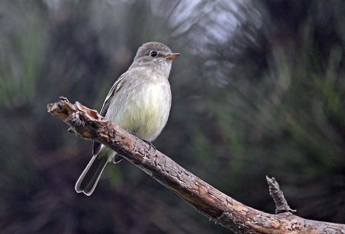 Gray Flycatcher - ML626870422