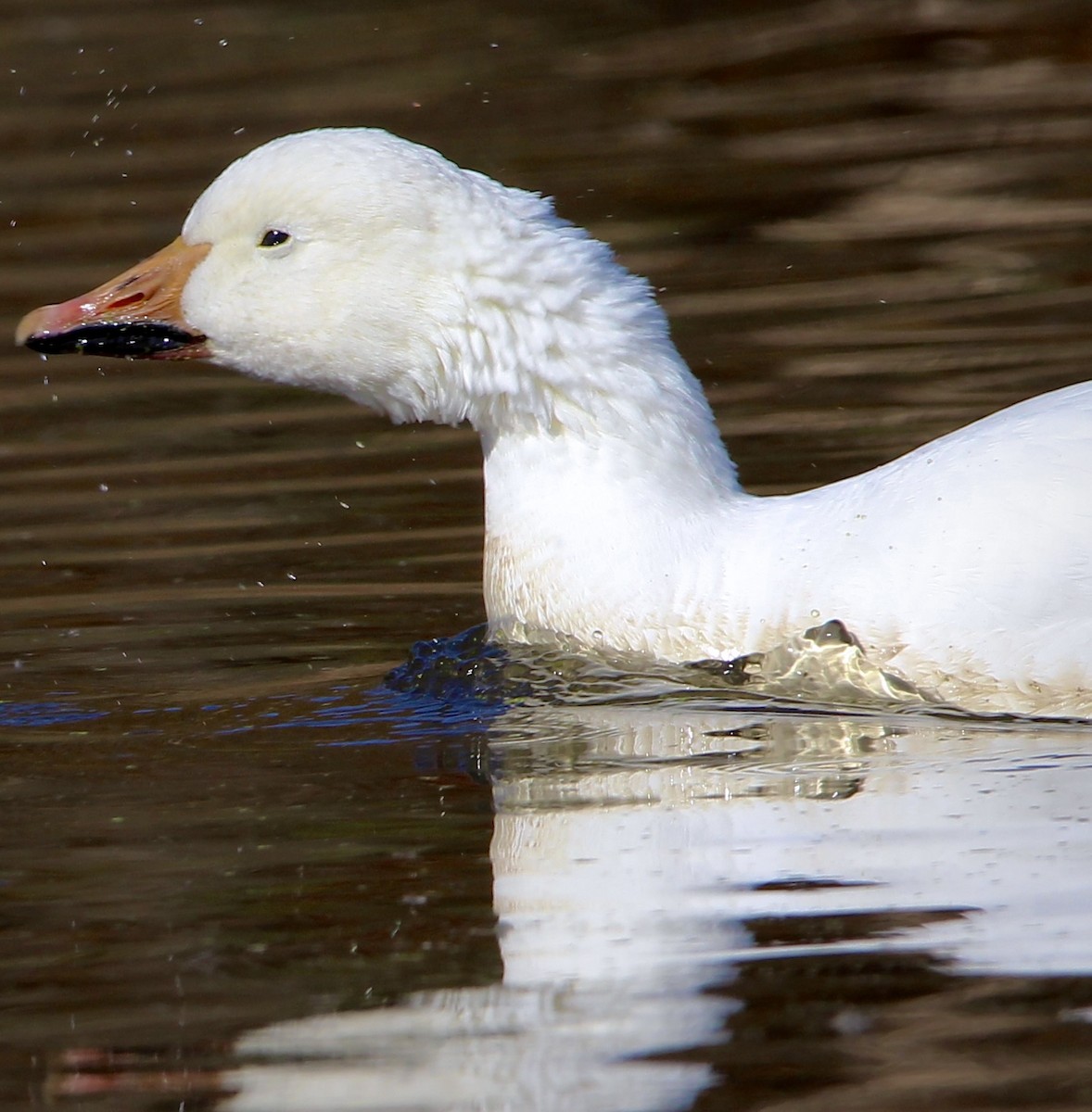 Snow Goose - ML626870481