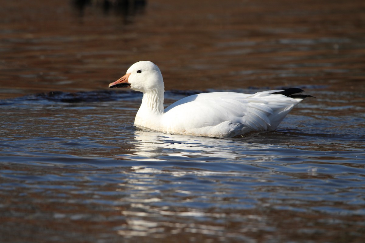 Snow Goose - ML626870482