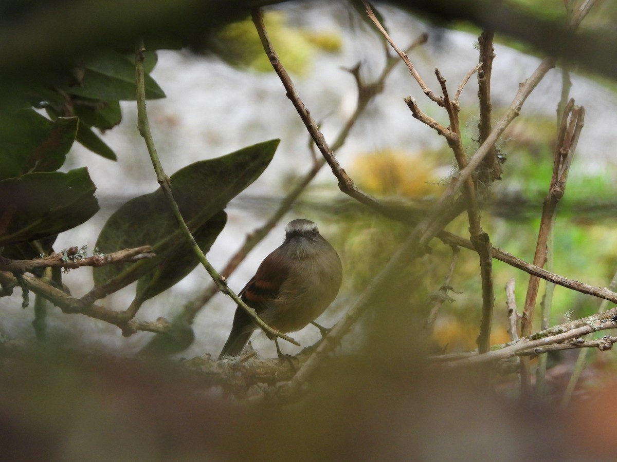 Brown-backed Chat-Tyrant - ML626870502