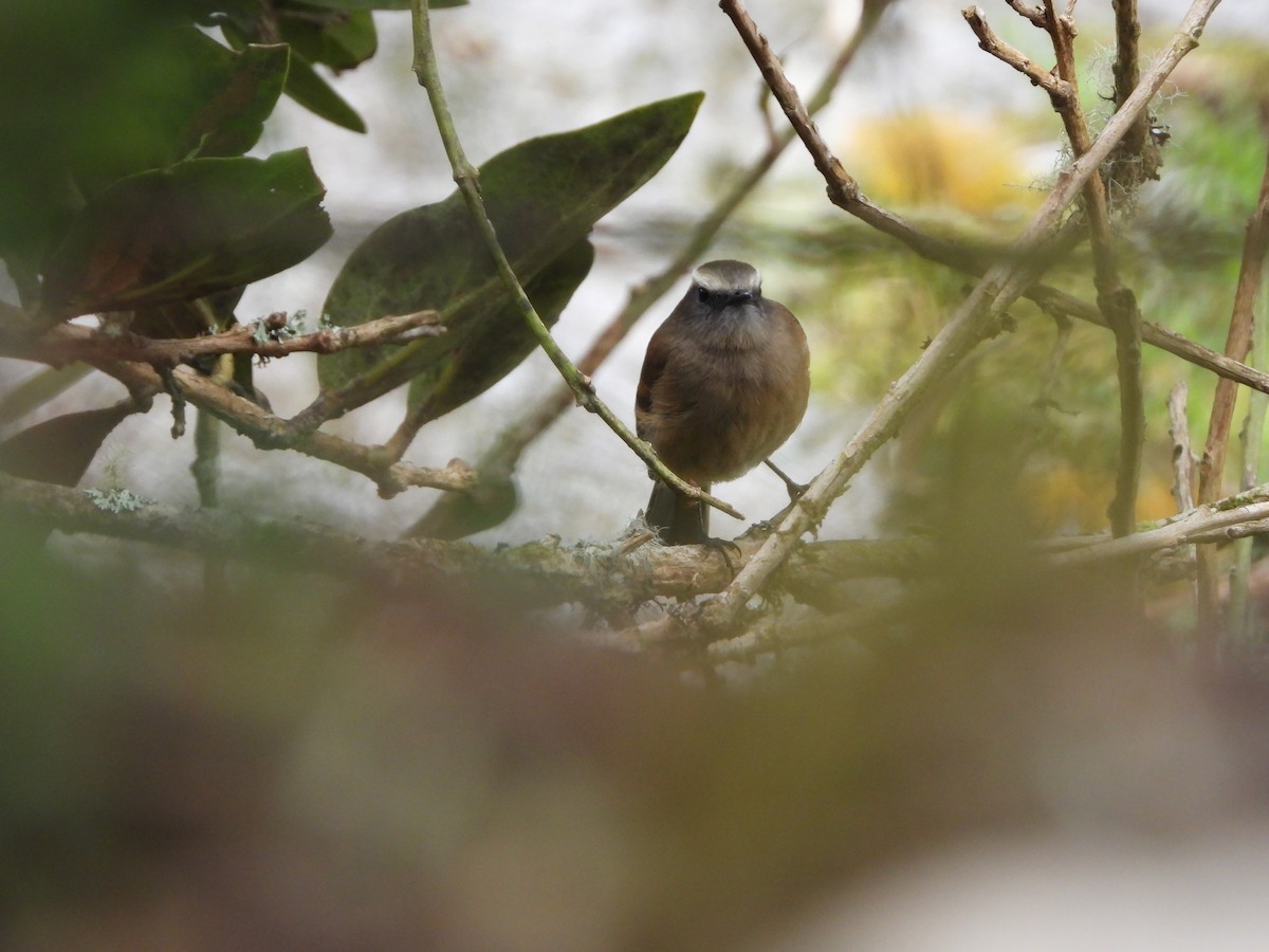 Brown-backed Chat-Tyrant - ML626870503