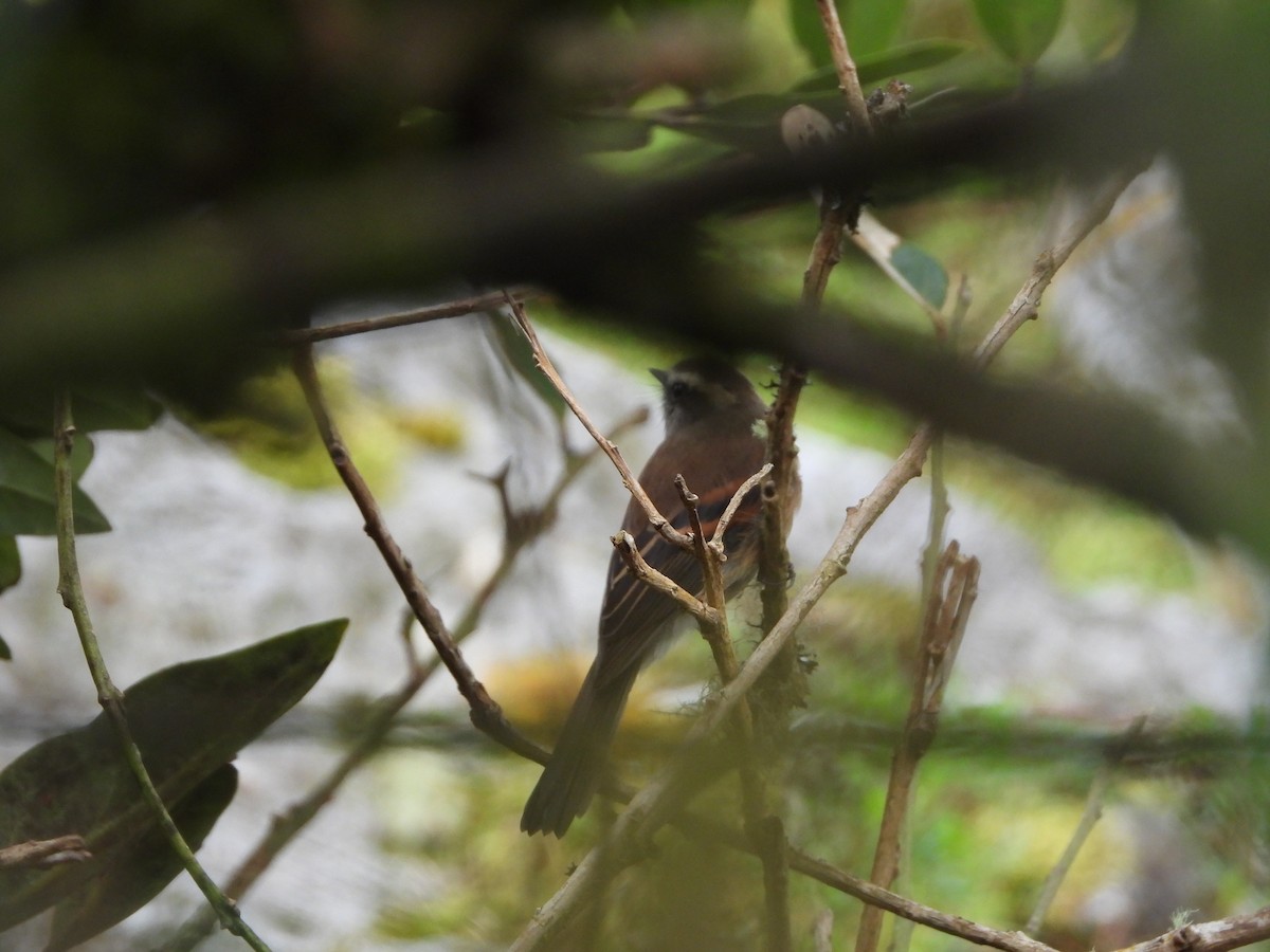 Brown-backed Chat-Tyrant - ML626870504