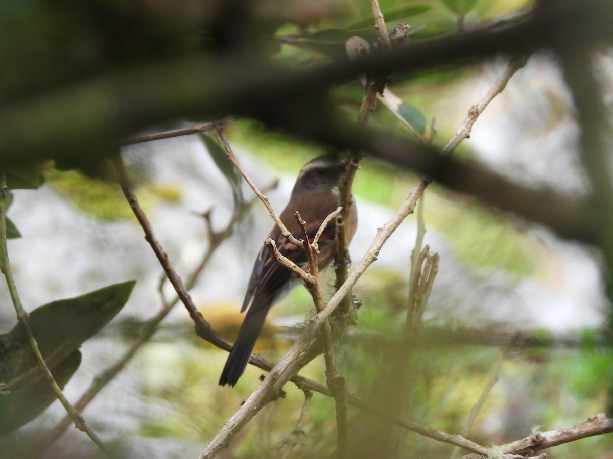 Brown-backed Chat-Tyrant - ML626870505