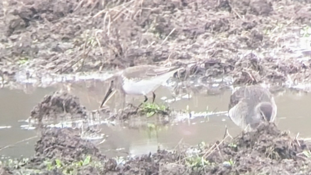 Dunlin - ML626870510