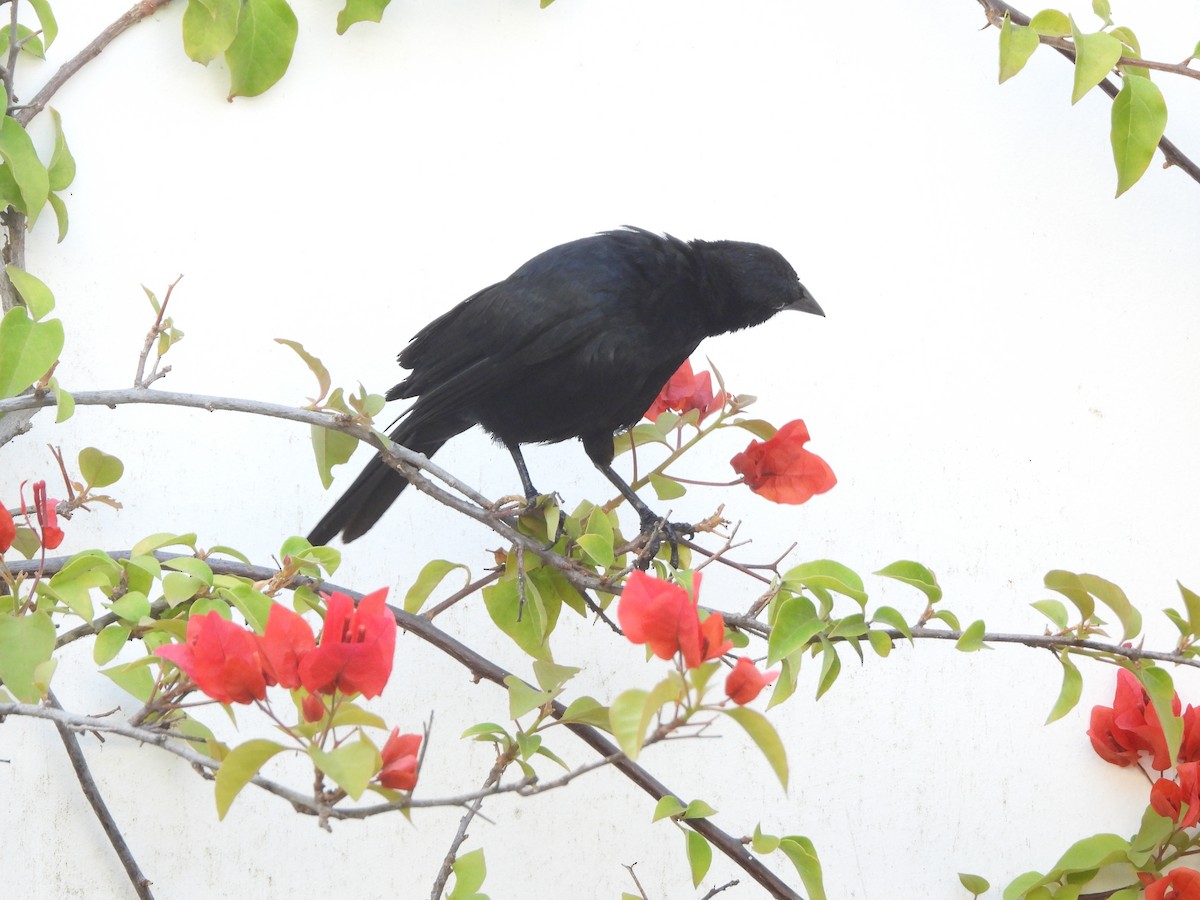 Scrub Blackbird - ML626870568