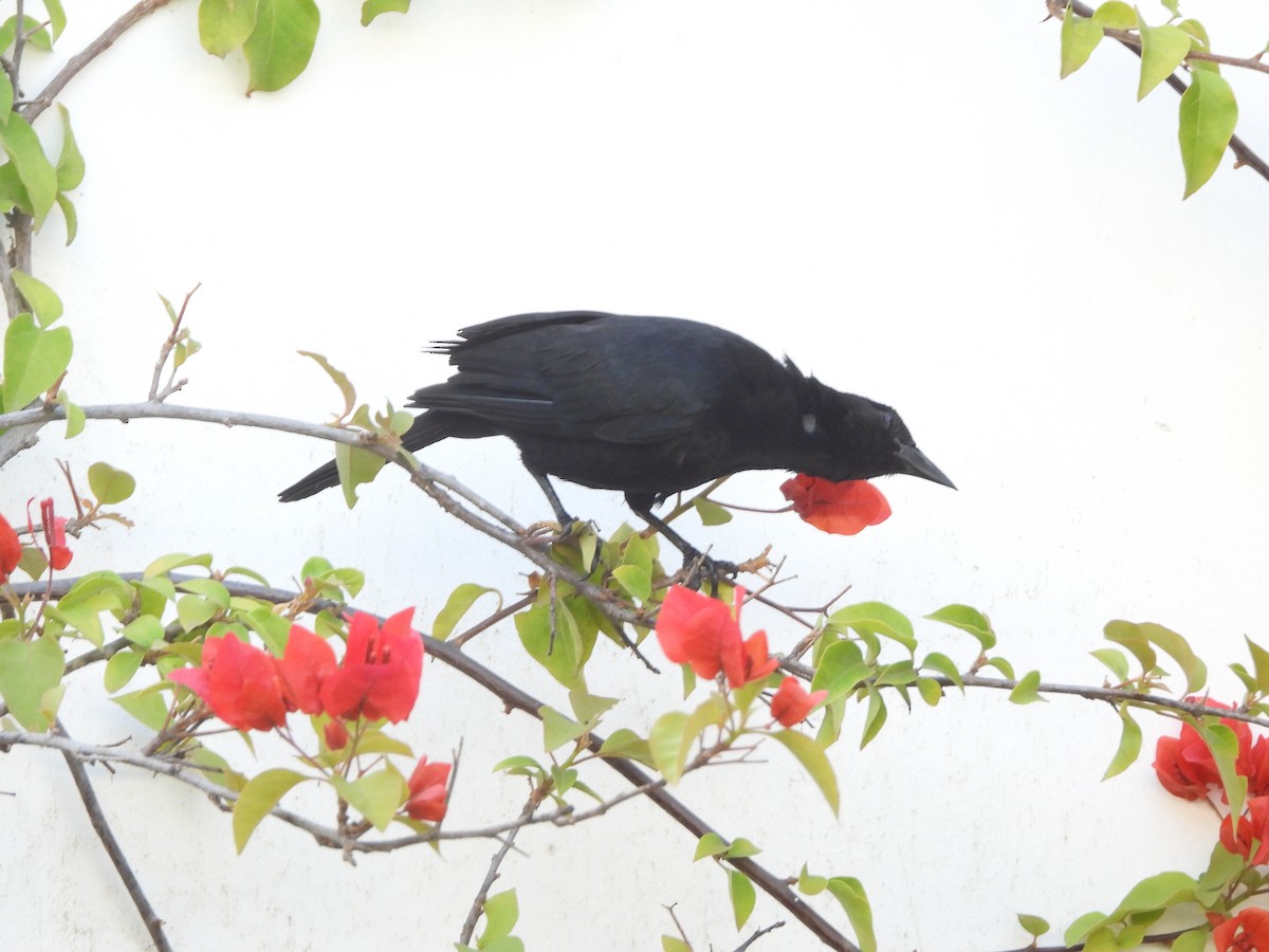 Scrub Blackbird - ML626870569