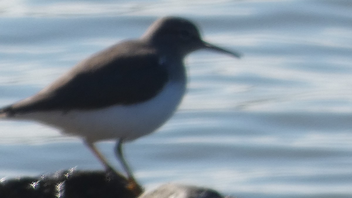 Spotted Sandpiper - ML626870605