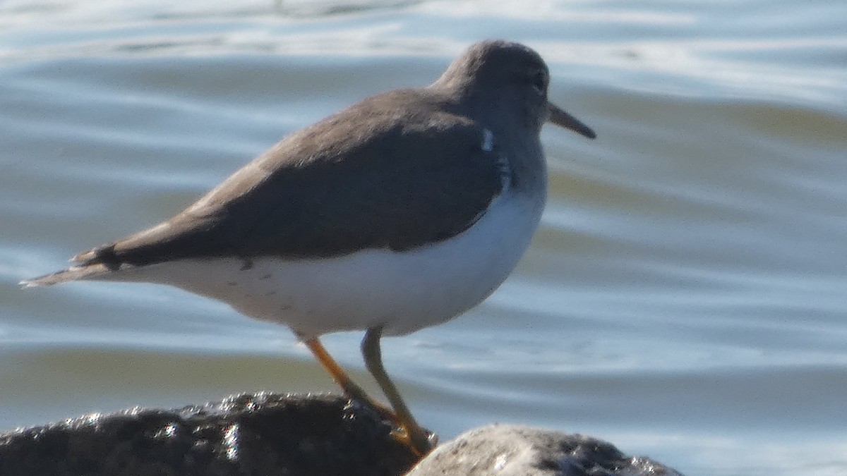 Spotted Sandpiper - ML626870606