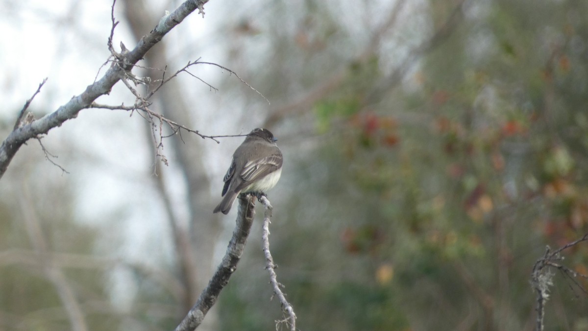 Eastern Phoebe - ML626870672